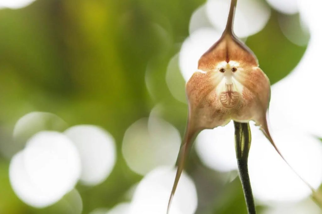 Ultimativni vodic za orhideje majmuna Dracula simia