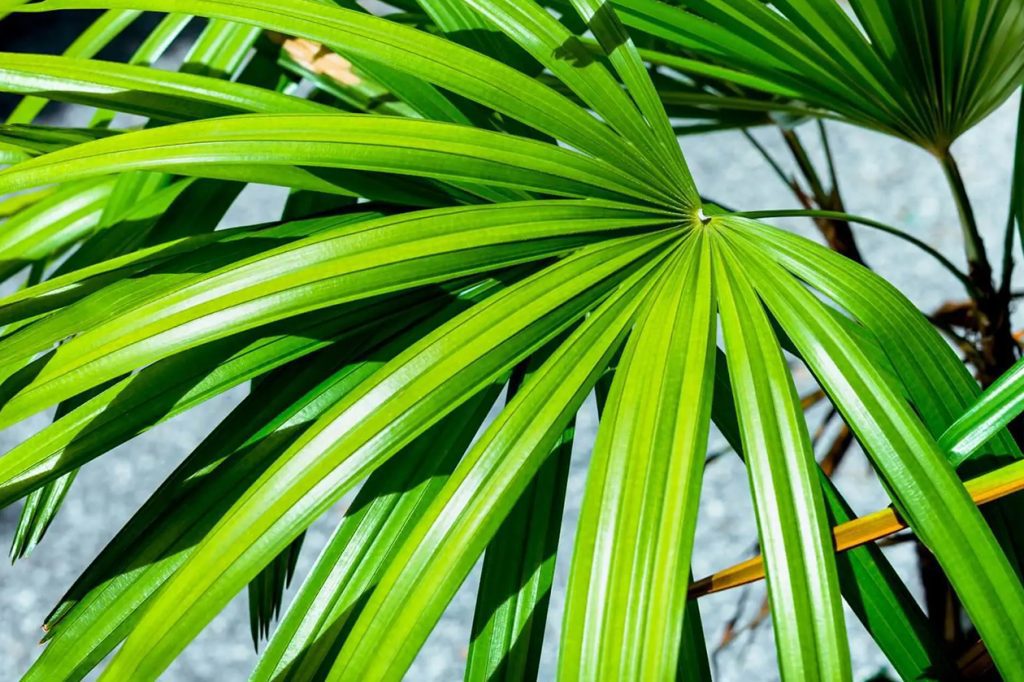 Ultimativni vodic za sirokolisnu Ladi Palme Rhapis ekcelsa