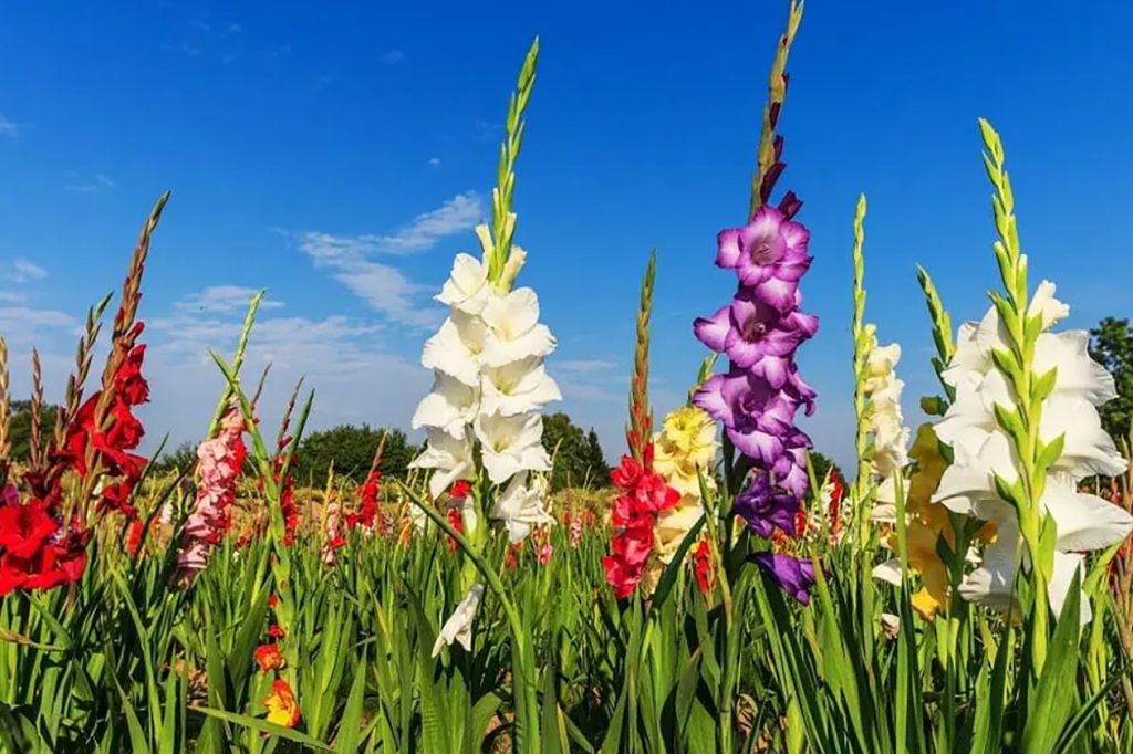 Ultimativni vodic za znacenje cveta gladiola