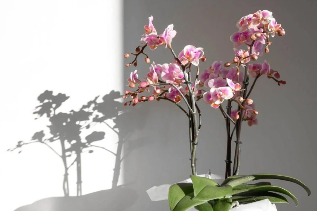 Zahtevi za osvetljenje biljaka orhideja osnovni saveti