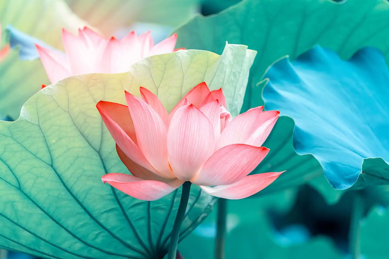 Značenje cveta lotosa na jeziku cveća