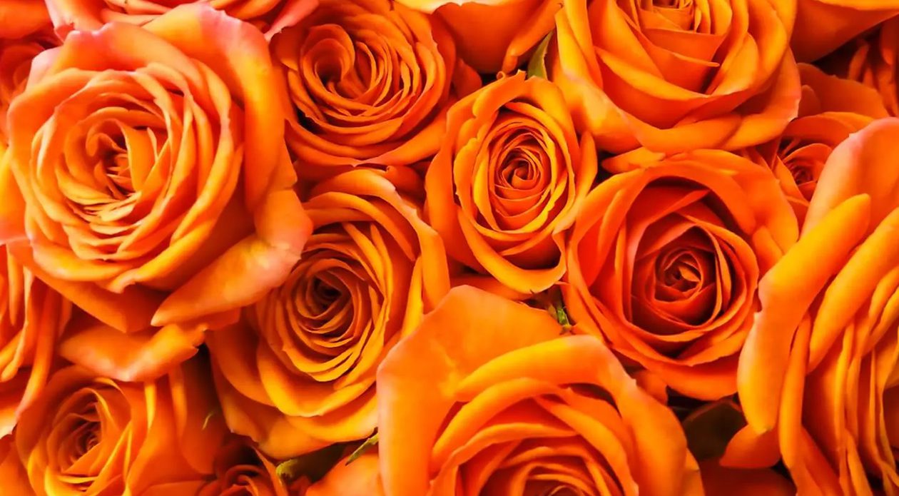 Značenje narandžaste ruže na jeziku cveća