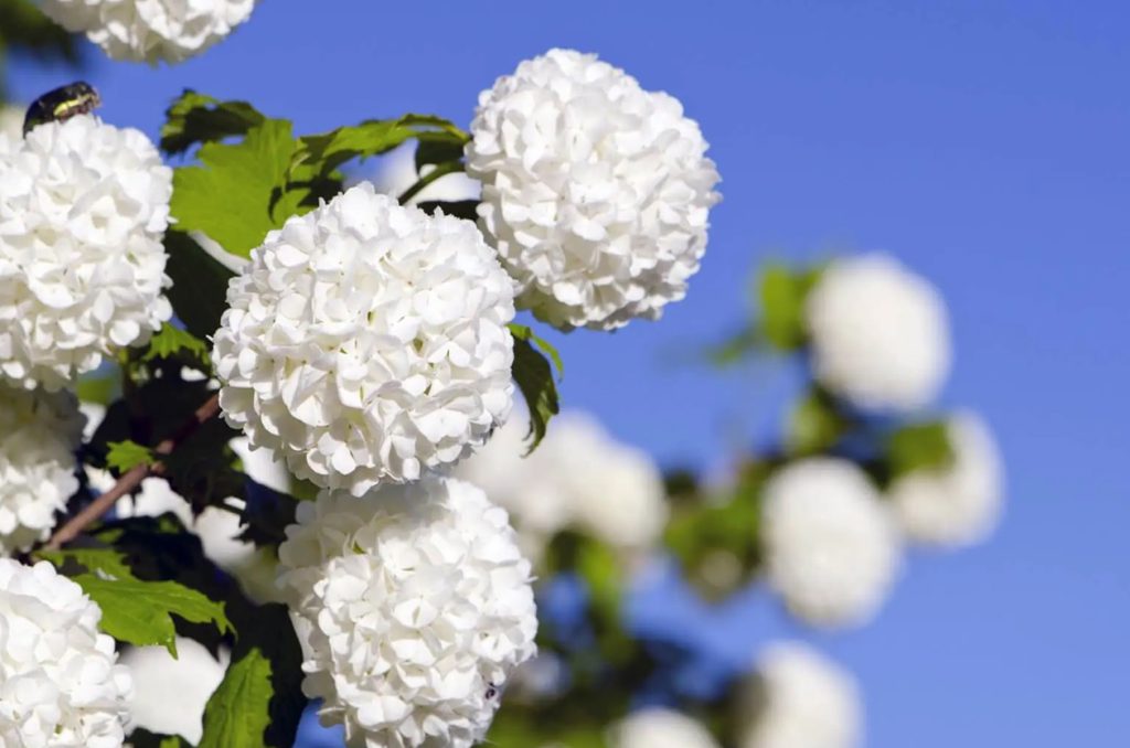 Znacenje vrste i saveti za uzgoj cveta viburnuma