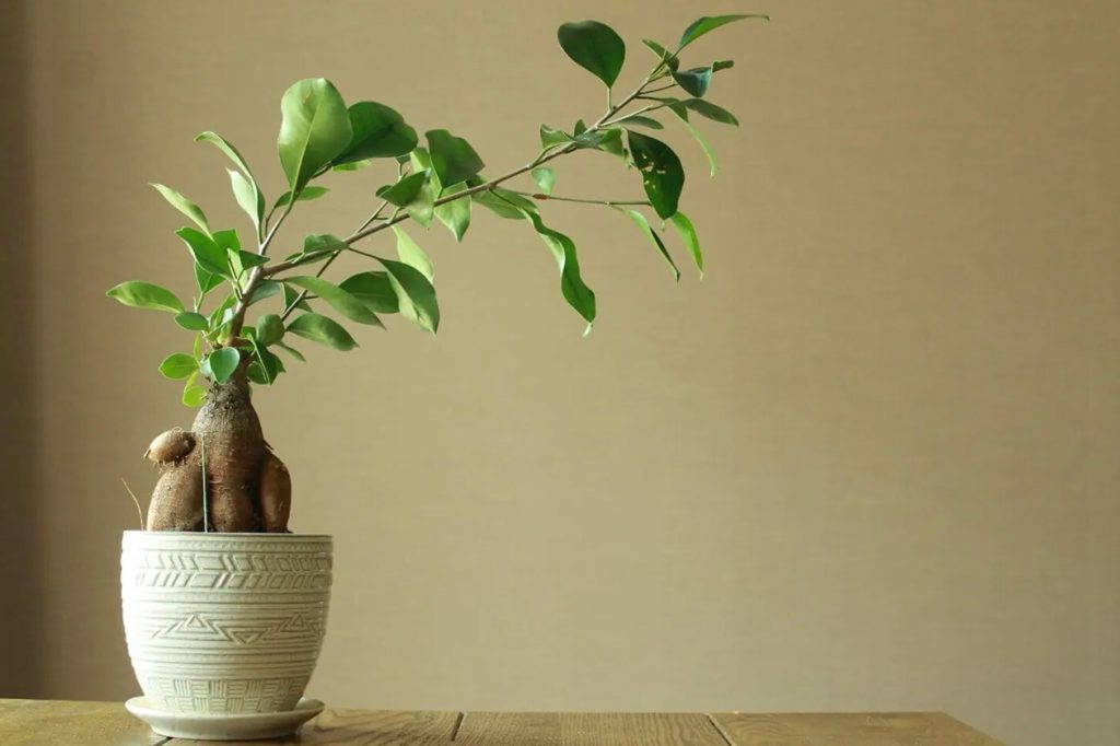 Da li su biljke Ficus Ginseng pogodne za kucne ljubimce