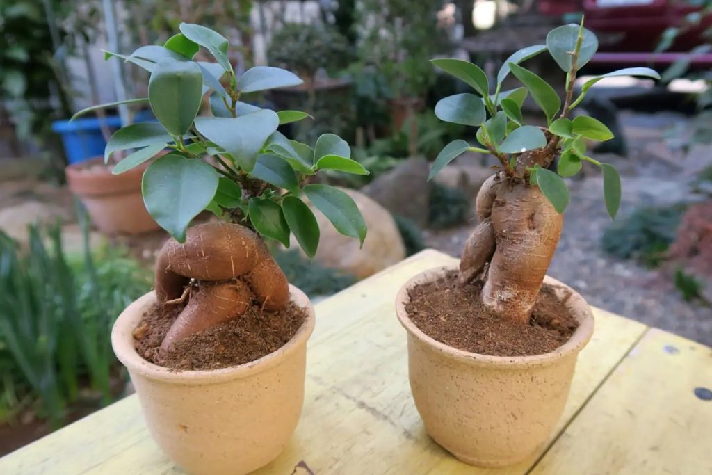 Kada i kako presaditi Ficus Ginseng