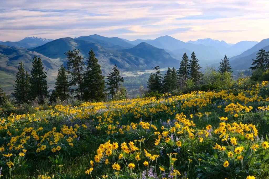 Kako sadite divlje cvece na padini brda