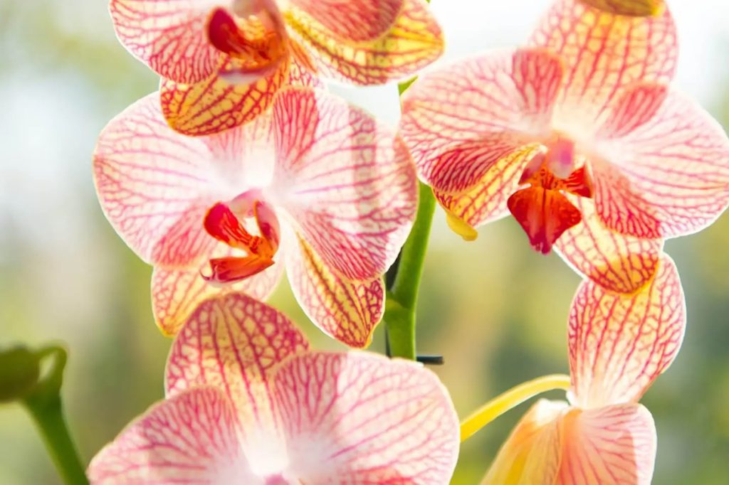 Kako se brinuti za orhideje dok ste na odmoru
