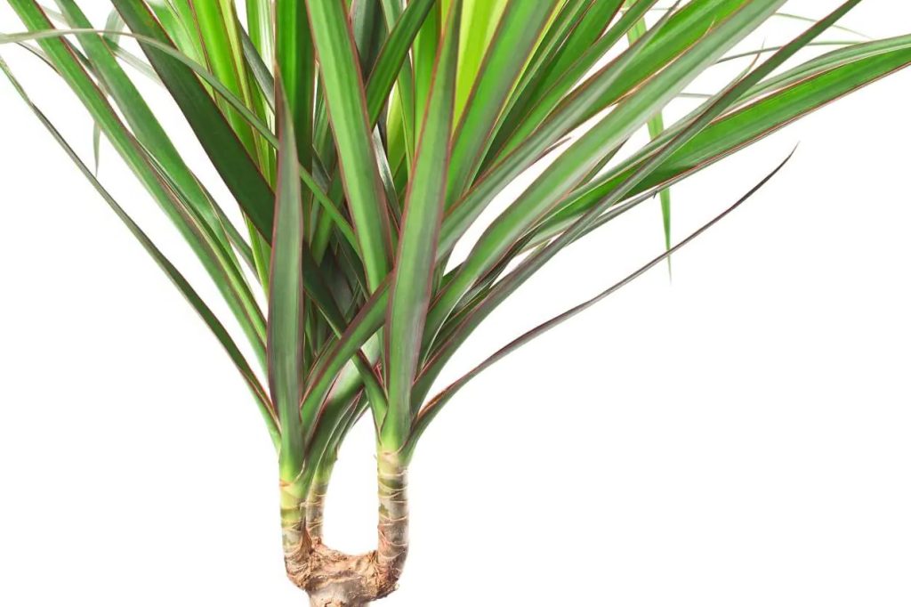 Kako uzgajati zmajevo drvece Dracaena Marginata