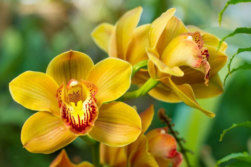 Koliko dugo zive biljke orhideja