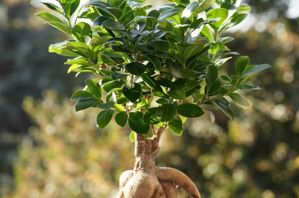 Koliko sunceve svetlosti treba Ficus Ginseng