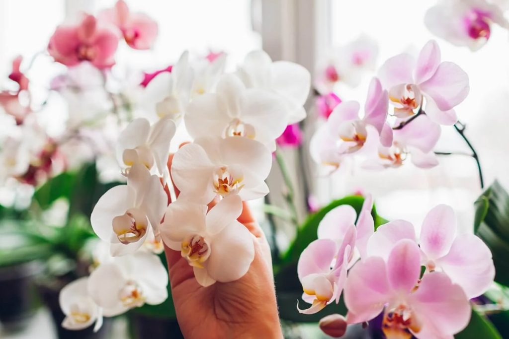Mogu li orhideje ponovo cvetati