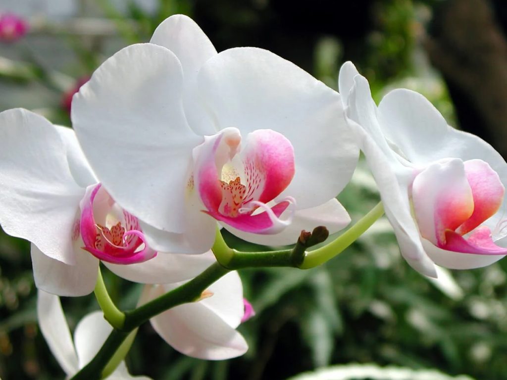Mogu li orhideje rasti napolju