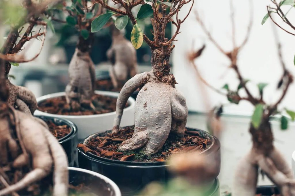 Moze li se Ficus Ginseng vratiti nakon sto izgubi sve listove