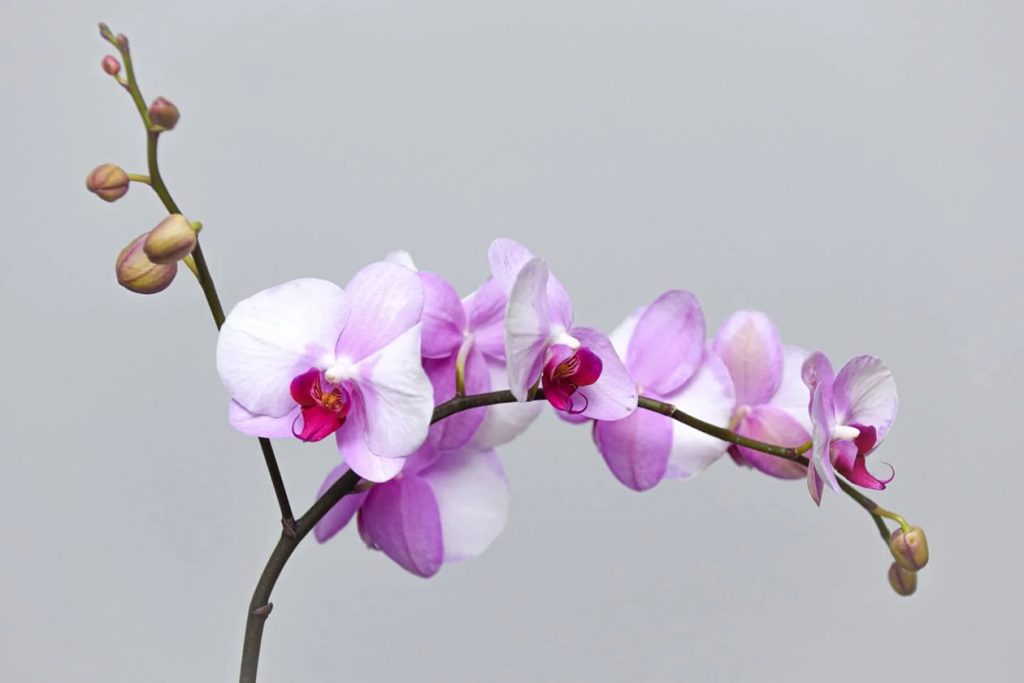 Mozete li zalijevati orhideje pomocu kockica leda