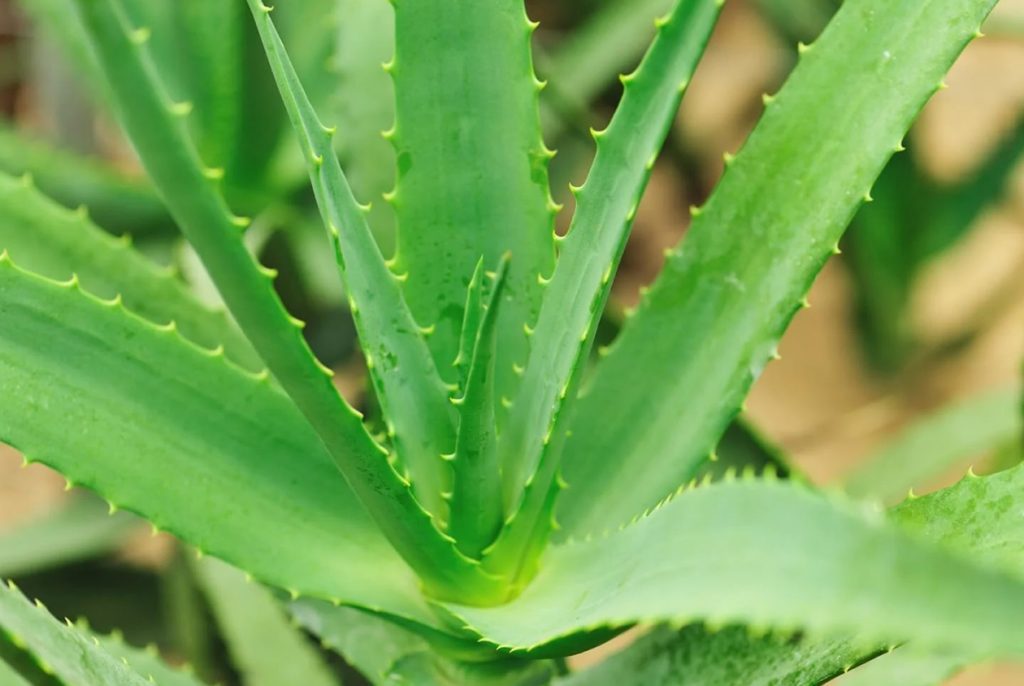 Tolerancije temperature i vlaznosti biljaka Aloe