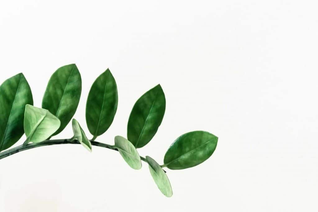 Ultimativni vodic za ZZ biljke Zamioculcas zamiifolia