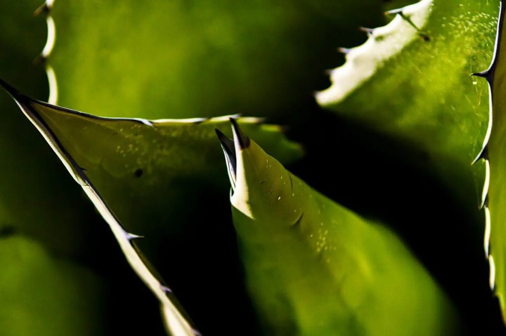 Uobicajene stetocine biljaka Aloe i kako se nositi s njima