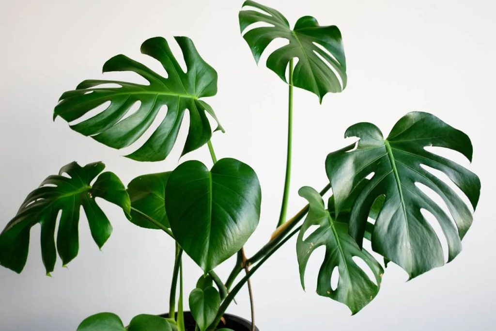 Zasto Monstera napusta Split