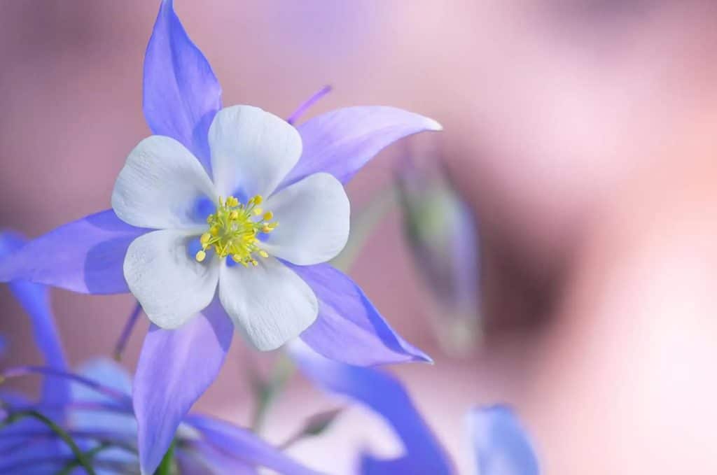 Znacenje cveta Columbine vrste upotreba i saveti za uzgoj