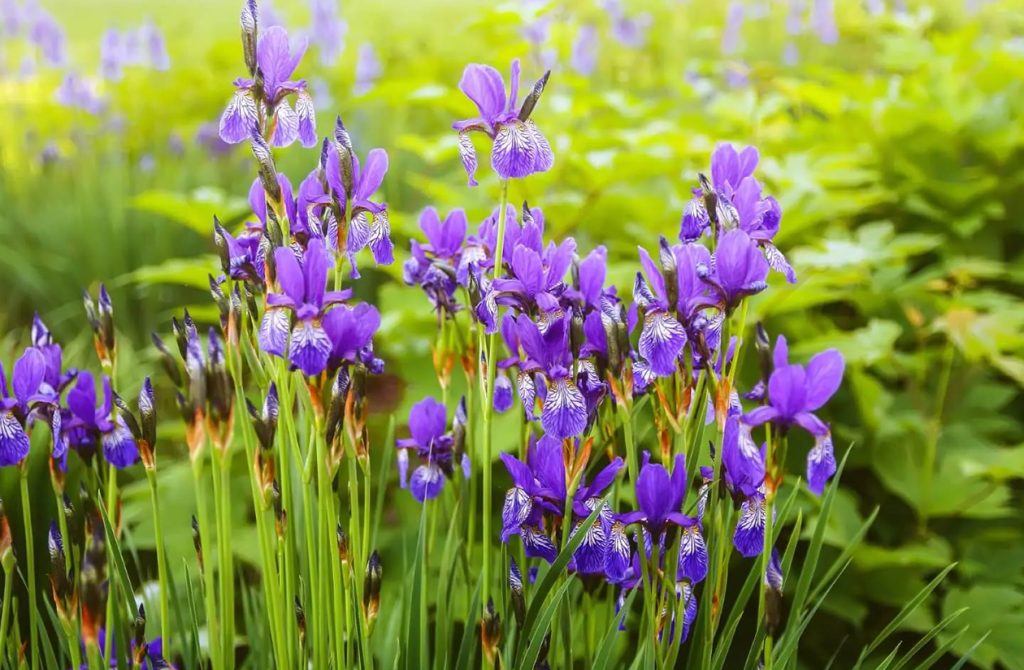 Znacenje japanskog irisa na jeziku cveca