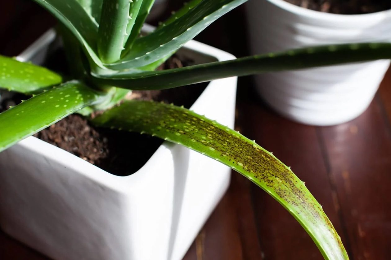 Zašto moja biljka aloje ima smeđe mrlje (i kako to popraviti)?