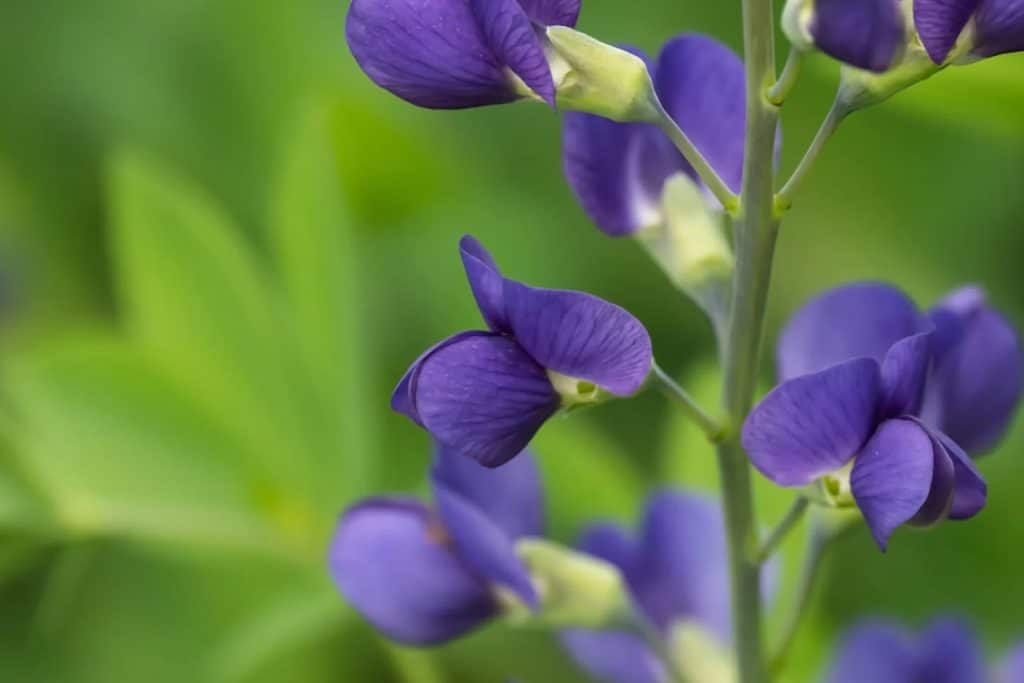 Znacenje i simbolika cveta laznog indiga Baptisia