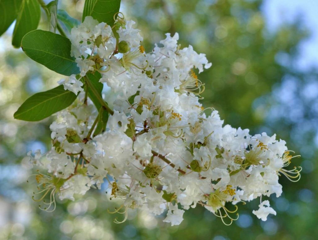 Kako uzgajati i brinuti se za Crape Mirtle Natchez