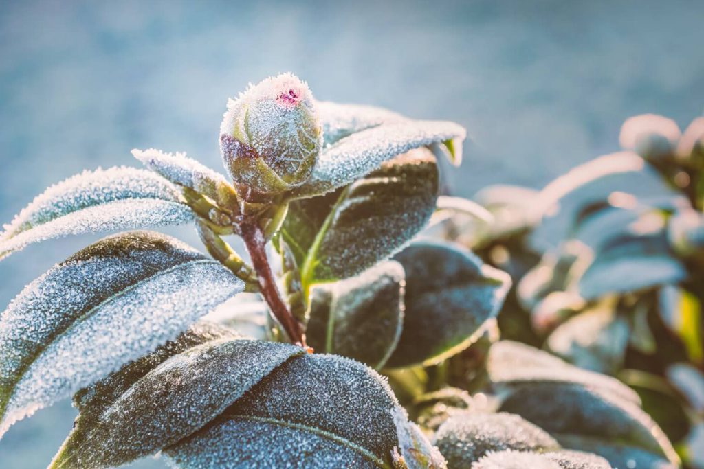 Nega kamelije zimi Kako zastititi svoje biljke od mraza i niskih temperatura