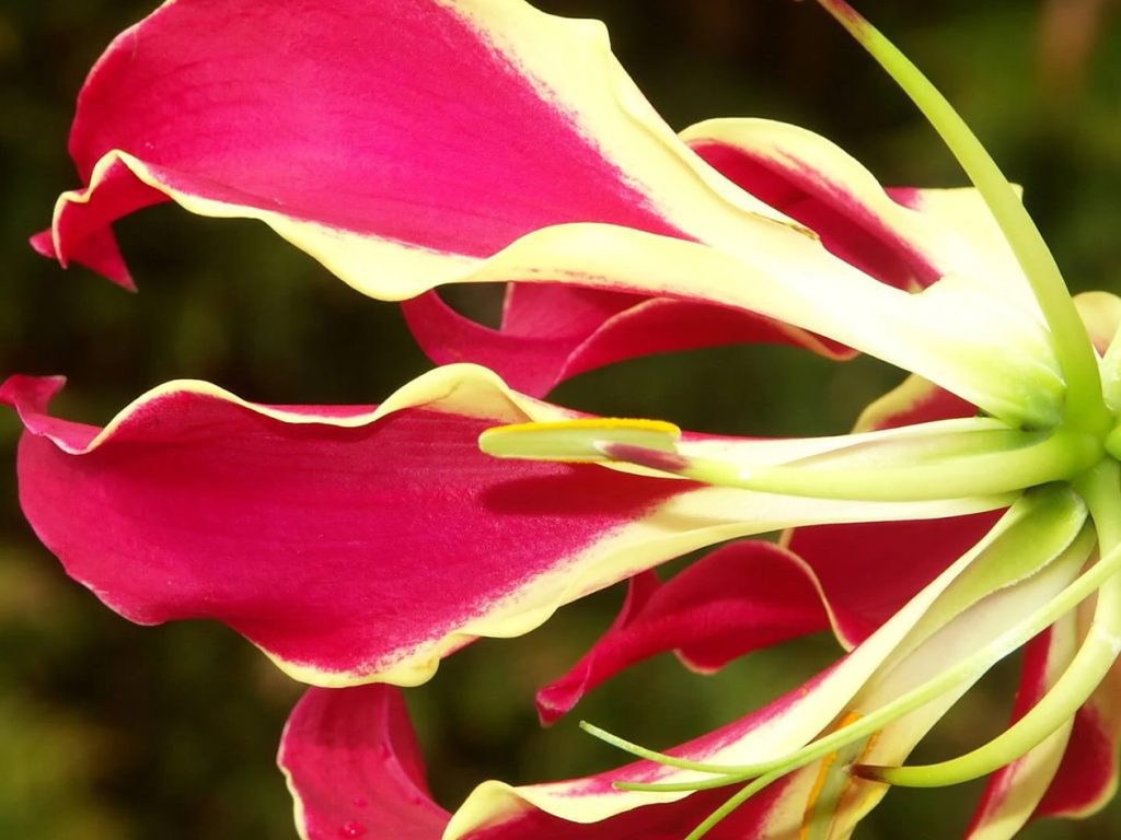Ultimativni vodic za ljiljan Gloriosa simbolizam upotreba vrste i saveti za uzgoj