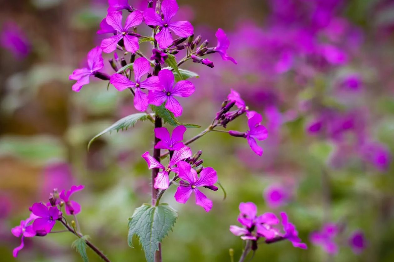 Vaš vrhunski vodič za cveće poštenja (Lunaria annua)