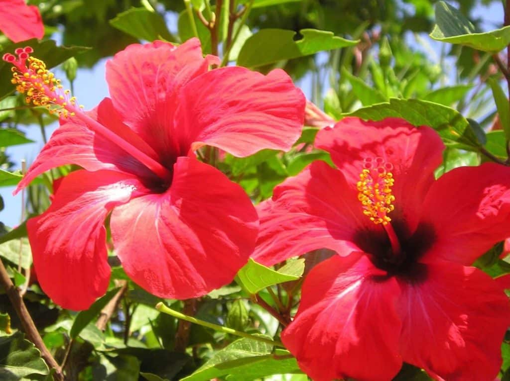 prelepih vrsta cveca crvenog hibiskusa