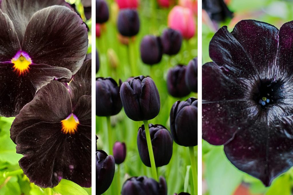 prelepih vrsta crnog cveca i biljaka