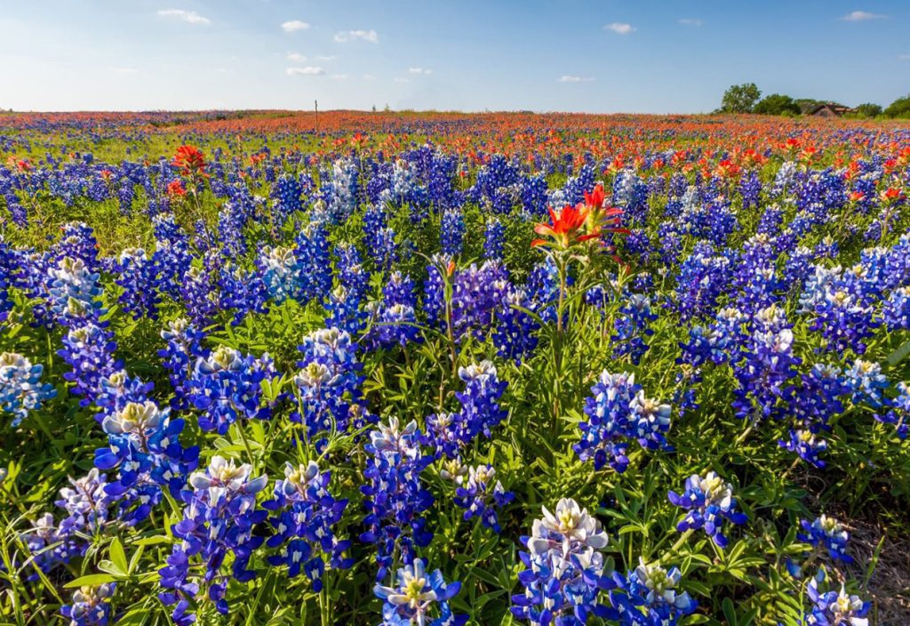 zapanjujucih autohtonih teksaskih cveca i divljih cveca