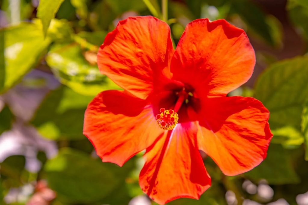 uobicajenih stetocina i bolesti hibiskusa i kako se nositi s njima