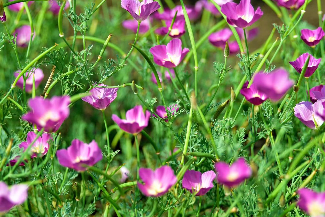 Cveće vinske čaše (Callirhoe involucrata) Značenje, vrste, upotrebe i saveti za uzgoj