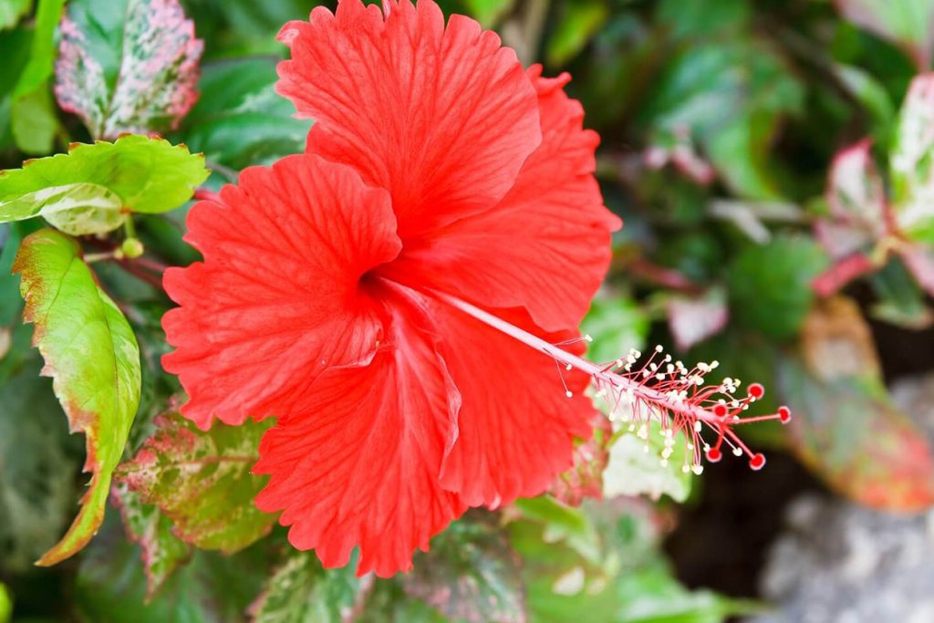 DJubrenje hibiskusa osnovni saveti i tehnike za maksimalno cvetanje