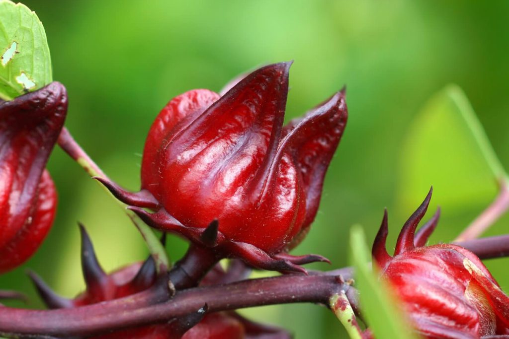 Da li je cvece hibiskusa jestivo Osnovni vodic