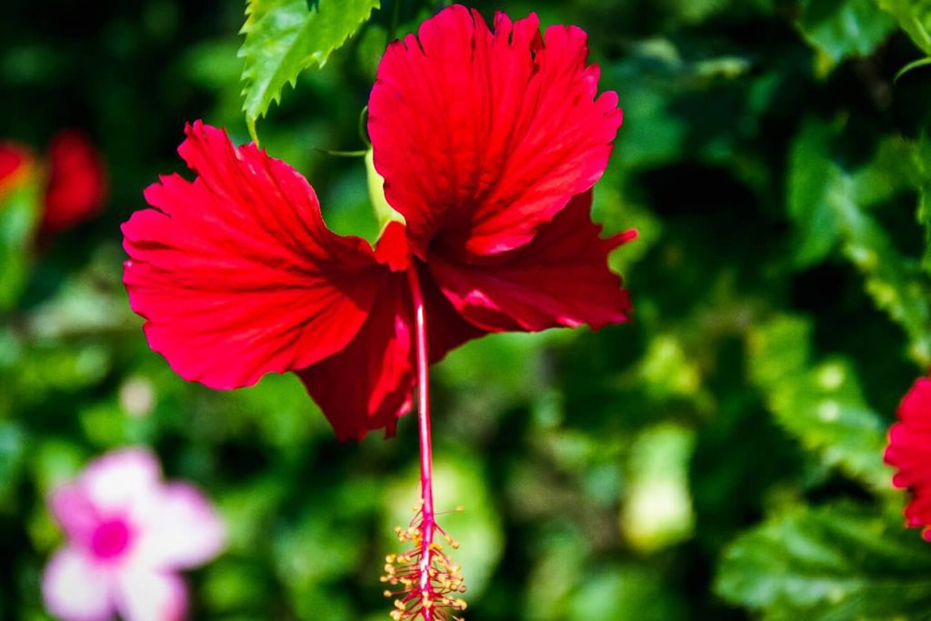 Da li je jelen hibiskus otporan