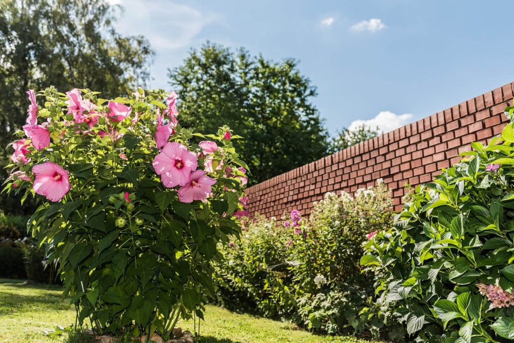 Gde posaditi cvece hibiskusa osnovni saveti