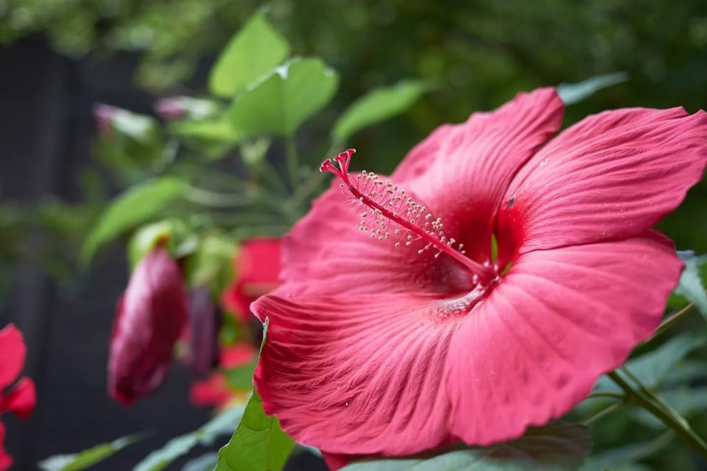 Hardi Hibiskus Vrhunski vodic za negu biljaka i uzgoj