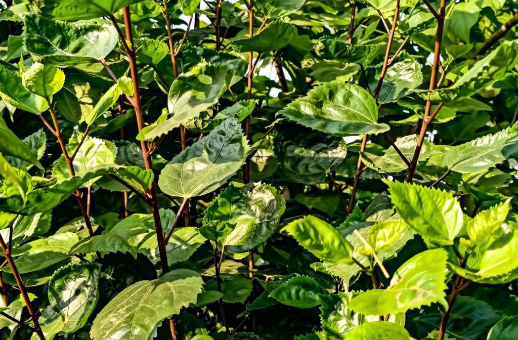 Hibiskus ne cveta Uobicajeni uzroci i laka resenja