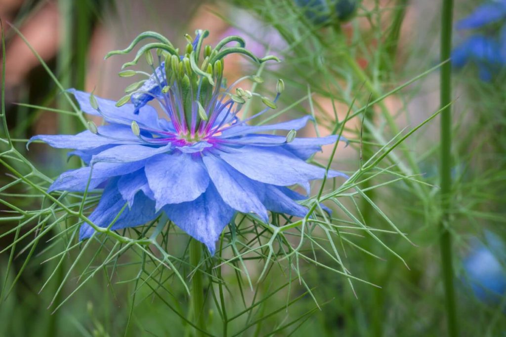 Ljubav u magli Nigella damascena Znacenje vrste upotrebe i saveti za uzgoj