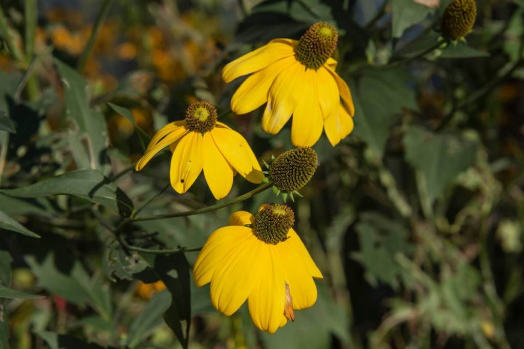 Teksaski sisar Rudbeckia tekana Znacenje vrste upotreba i saveti za uzgoj