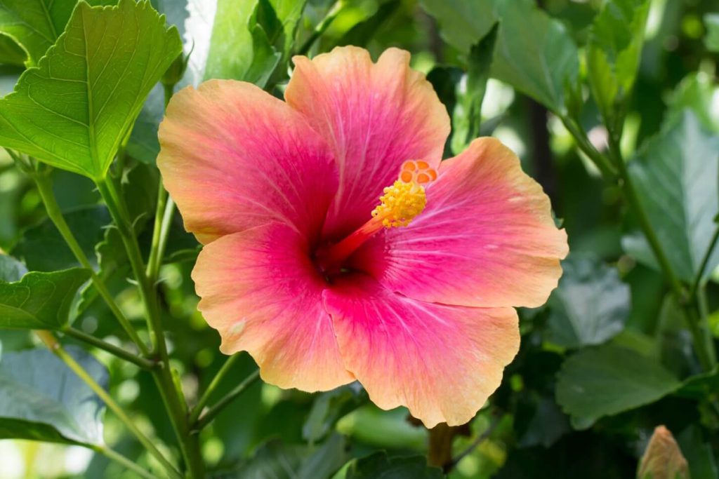Tropski hibiskus Vodic za vrhunsku negu biljaka i uzgoj