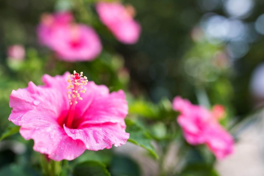 Vrste vrste i sorte hibiskusa konacan vodic