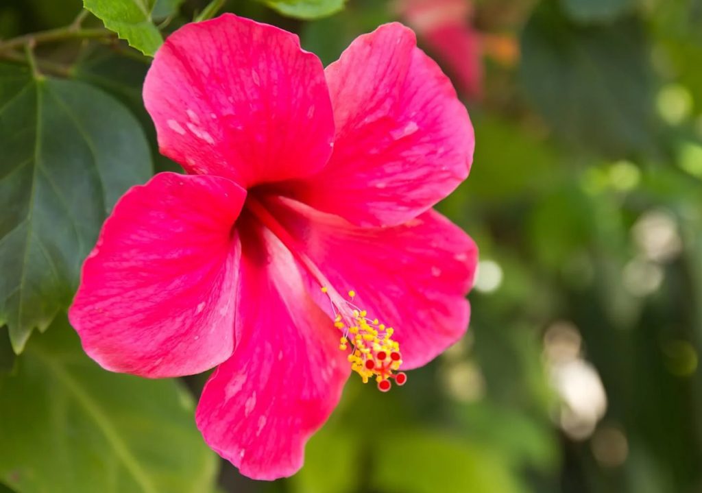 Zahtevi za zalivanje hibiskusa osnovni saveti za uspesnu biljku