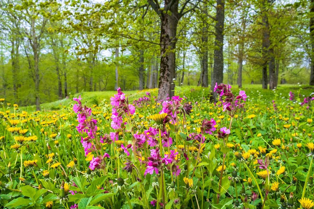 50 britanskiһ domorodaca cveća i divljeg cveća