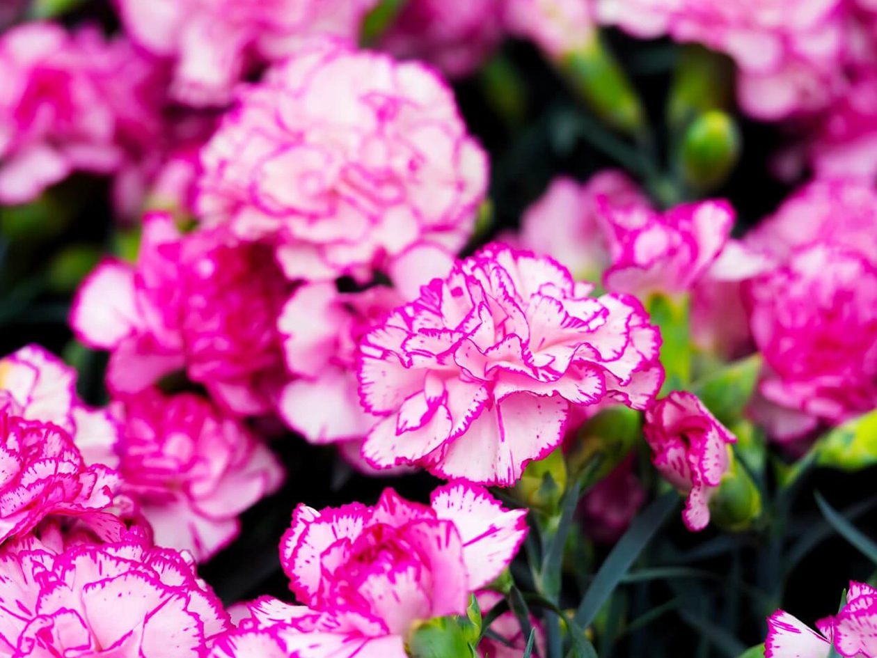 9 neverovatnih upotreba i prednosti cveća karanfila