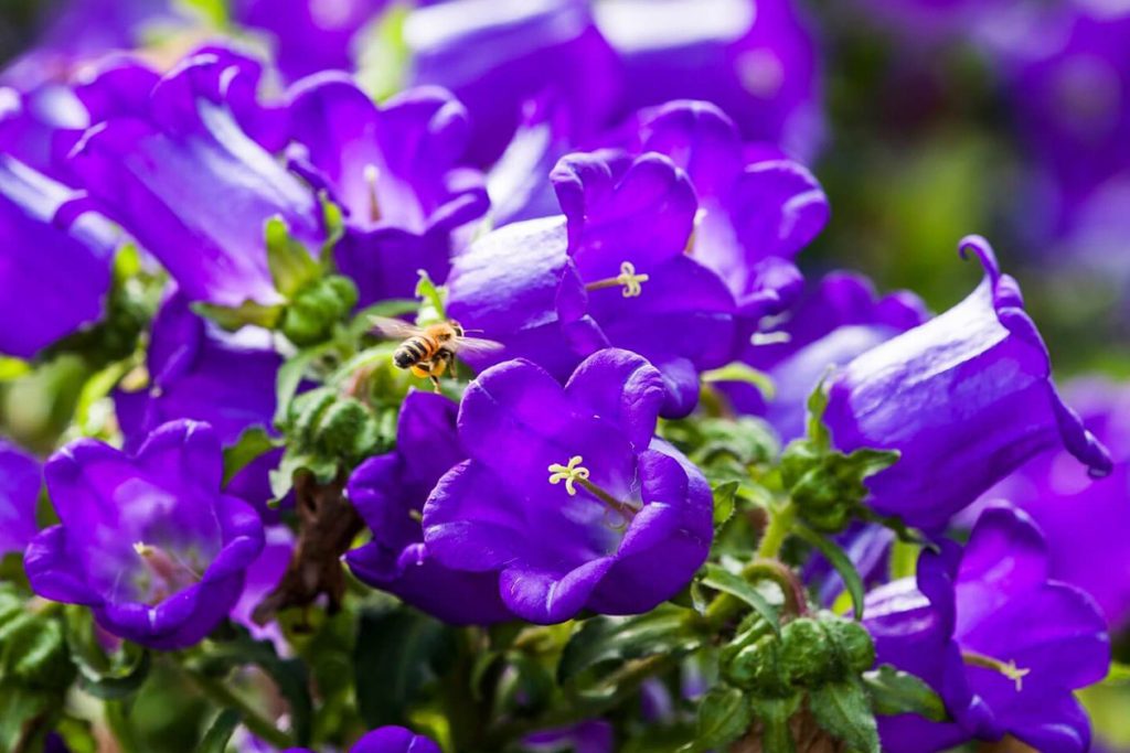 Canterburi Bells Campanula medium znacenje cveca vrste upotreba i saveti za uzgoj