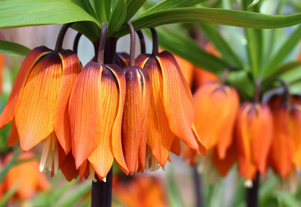 Crovn Imperial Fritillaria imperialis Znacenje vrste upotreba i saveti za uzgoj